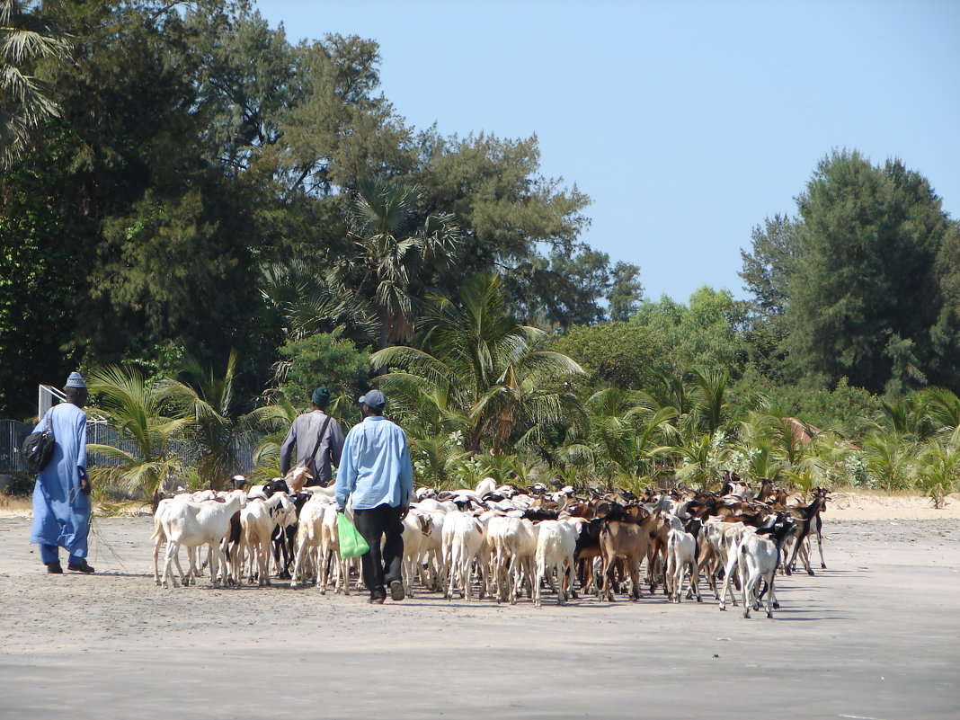 Гамбия. Пастухи - Юлия Грозенко