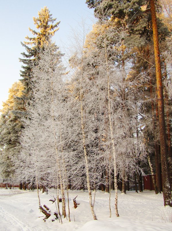 Зимние берёзы - Андрей Снегерёв