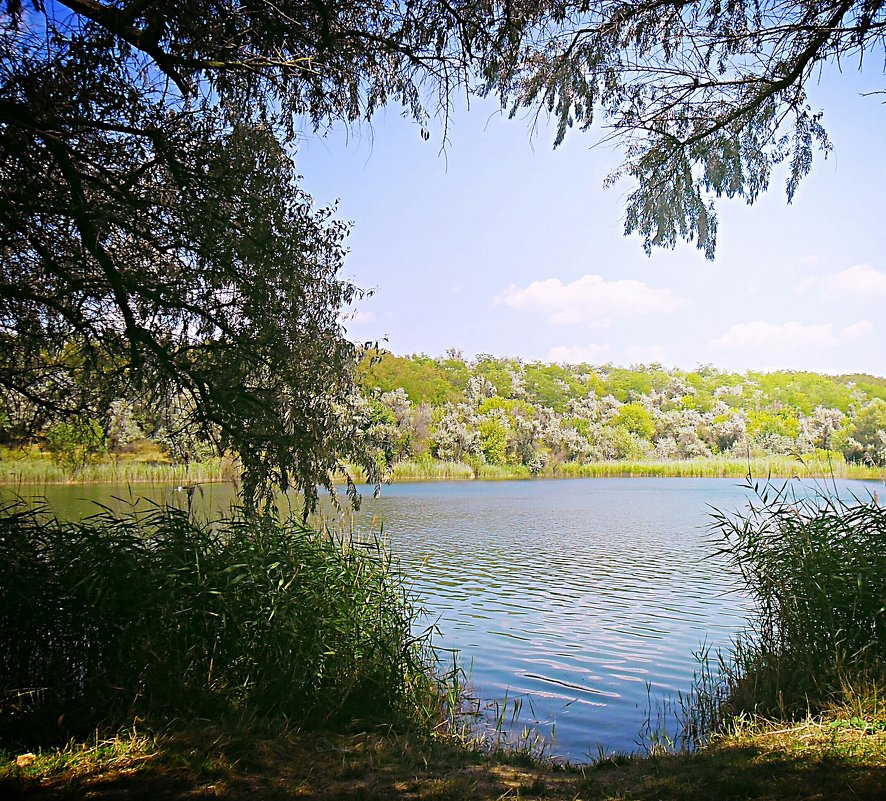 Озеро, вид из тени - Проніна Олена 