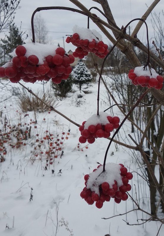 Зима, декабрь - Elena Tkacheva
