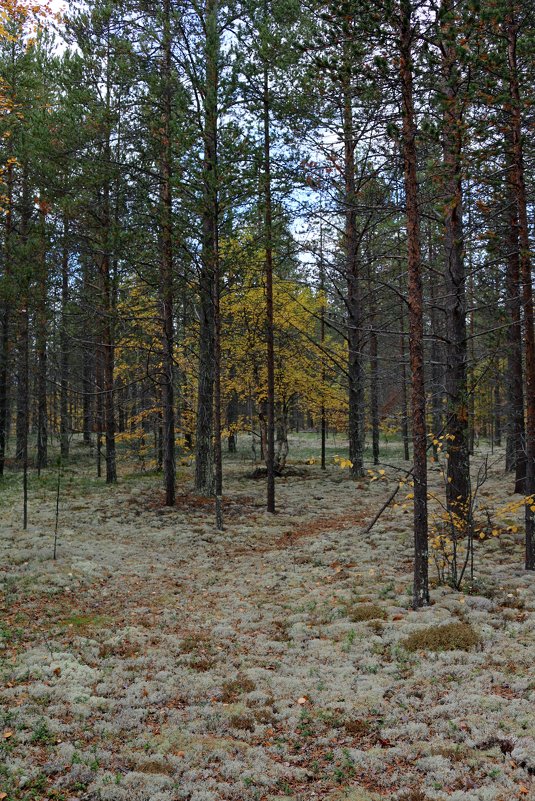 Заполярный лес - Ольга 