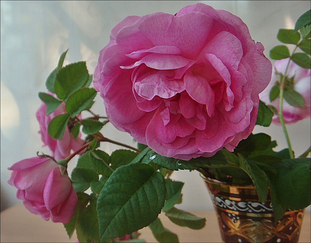 В мире роз.  Чайные розы - Нина Корешкова