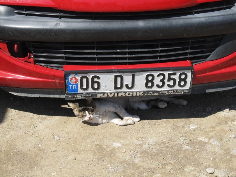 у кошек одни привычки ,что в Турции,что в России - Елена Шаламова