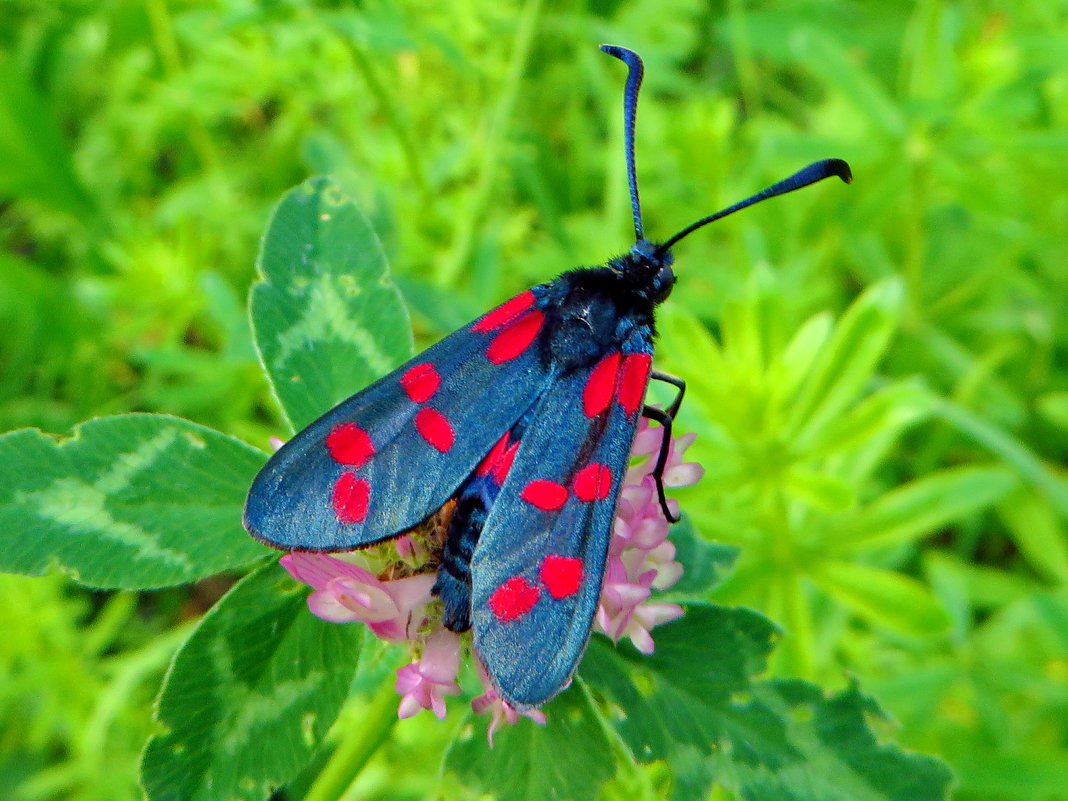 Пестрянка таволговая.Пестрянка таволговая (лат. Zygaena filipendulae) - vodonos241 