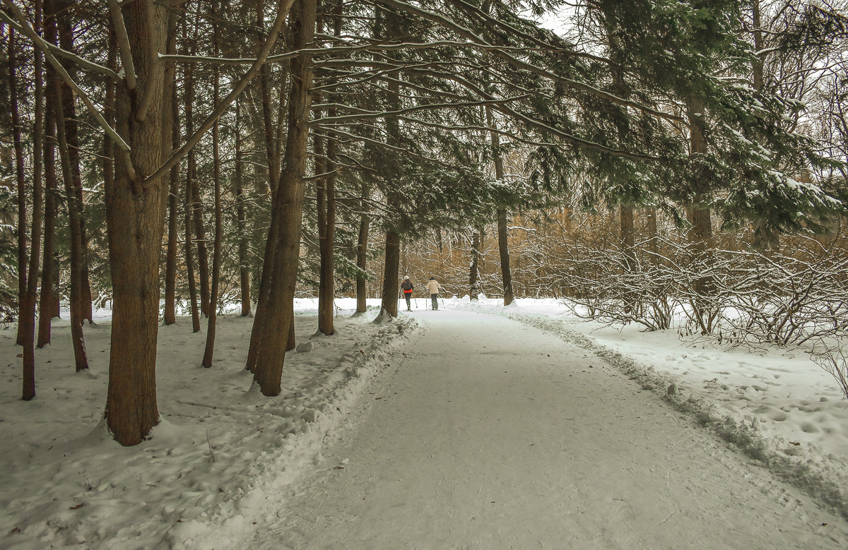 Прогулки по Зимнему Парку - юрий поляков