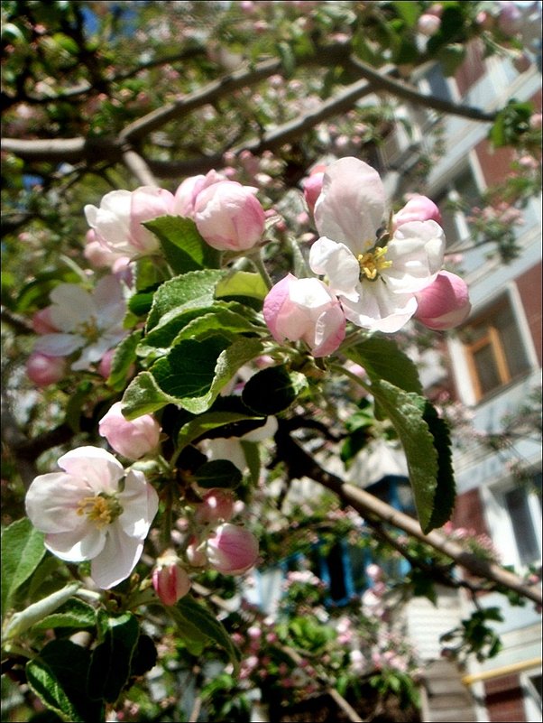 Цветущие деревья.  Яблоня - Нина Корешкова