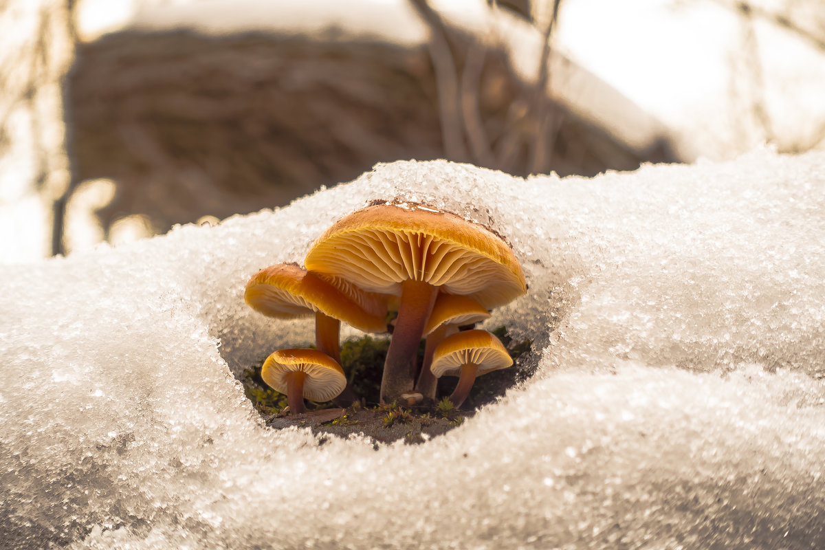 зимние грибы - олег добрый