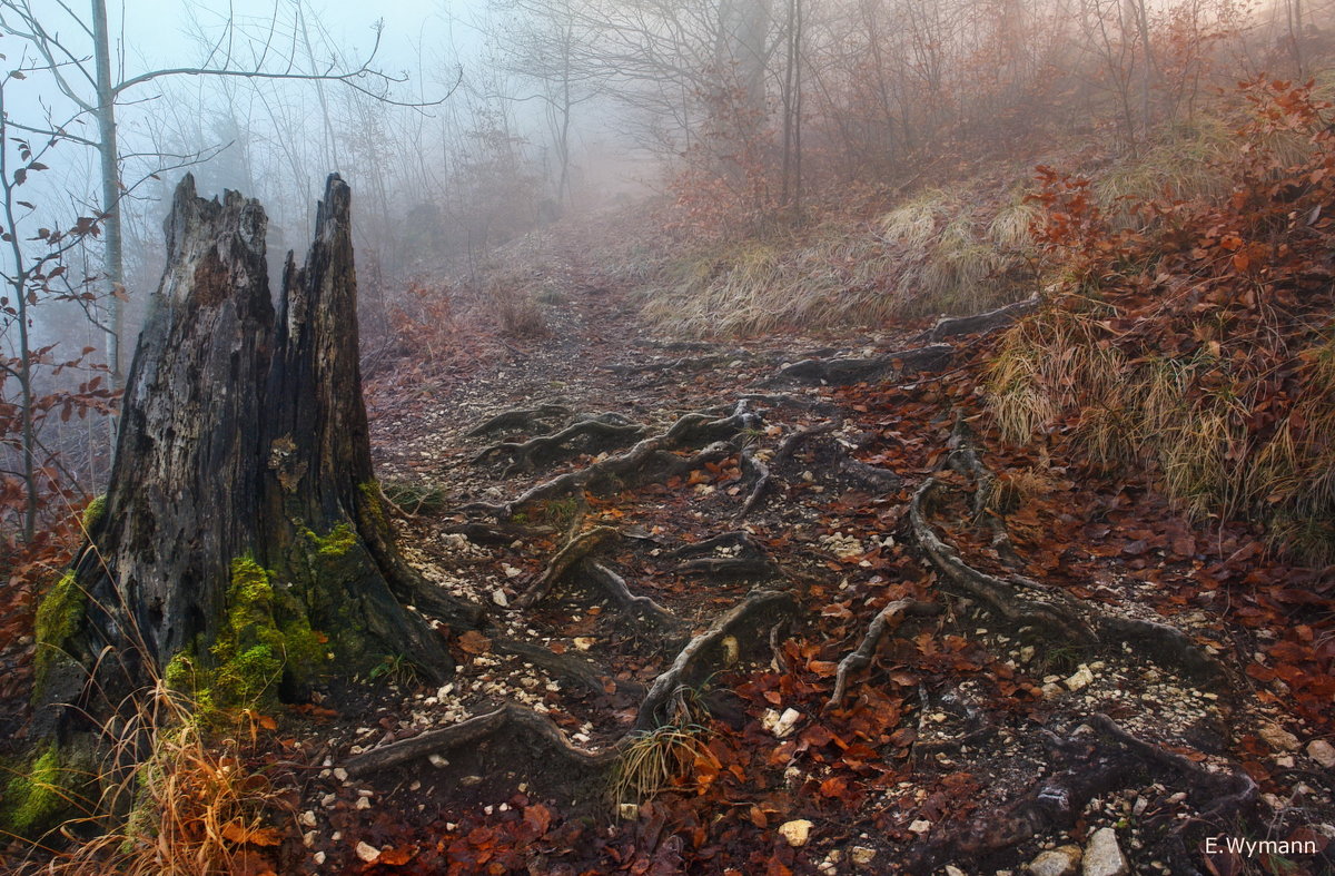 туман в лесу - Elena Wymann