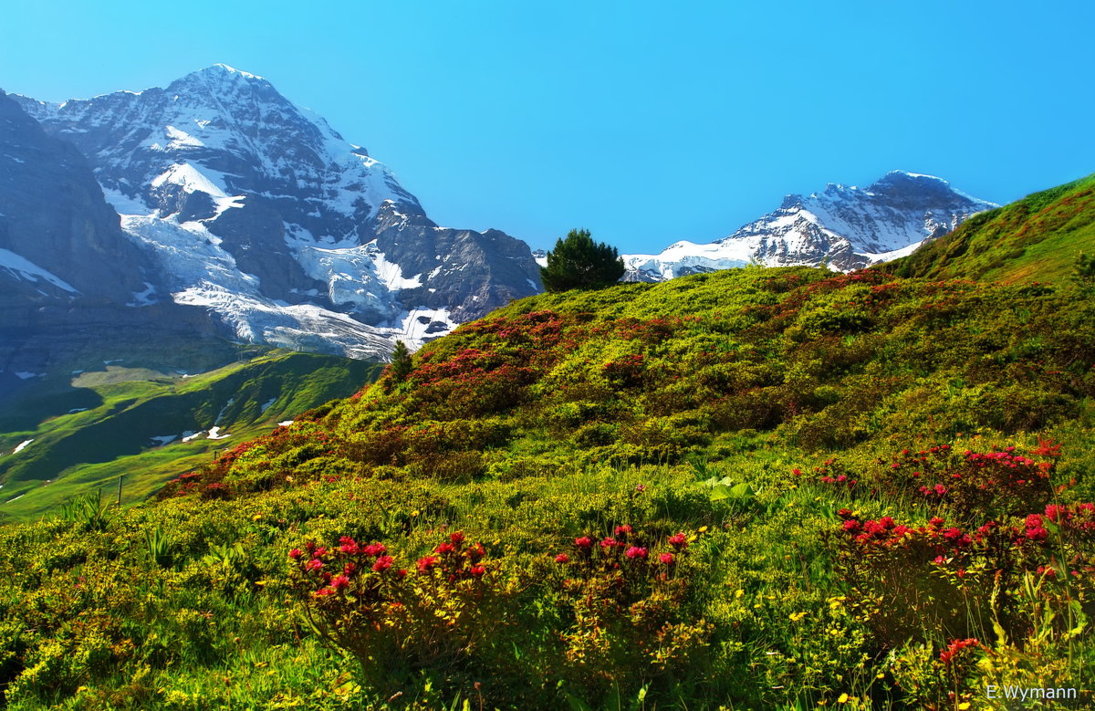 альпийские розы у подножия Юнгфрау - Elena Wymann