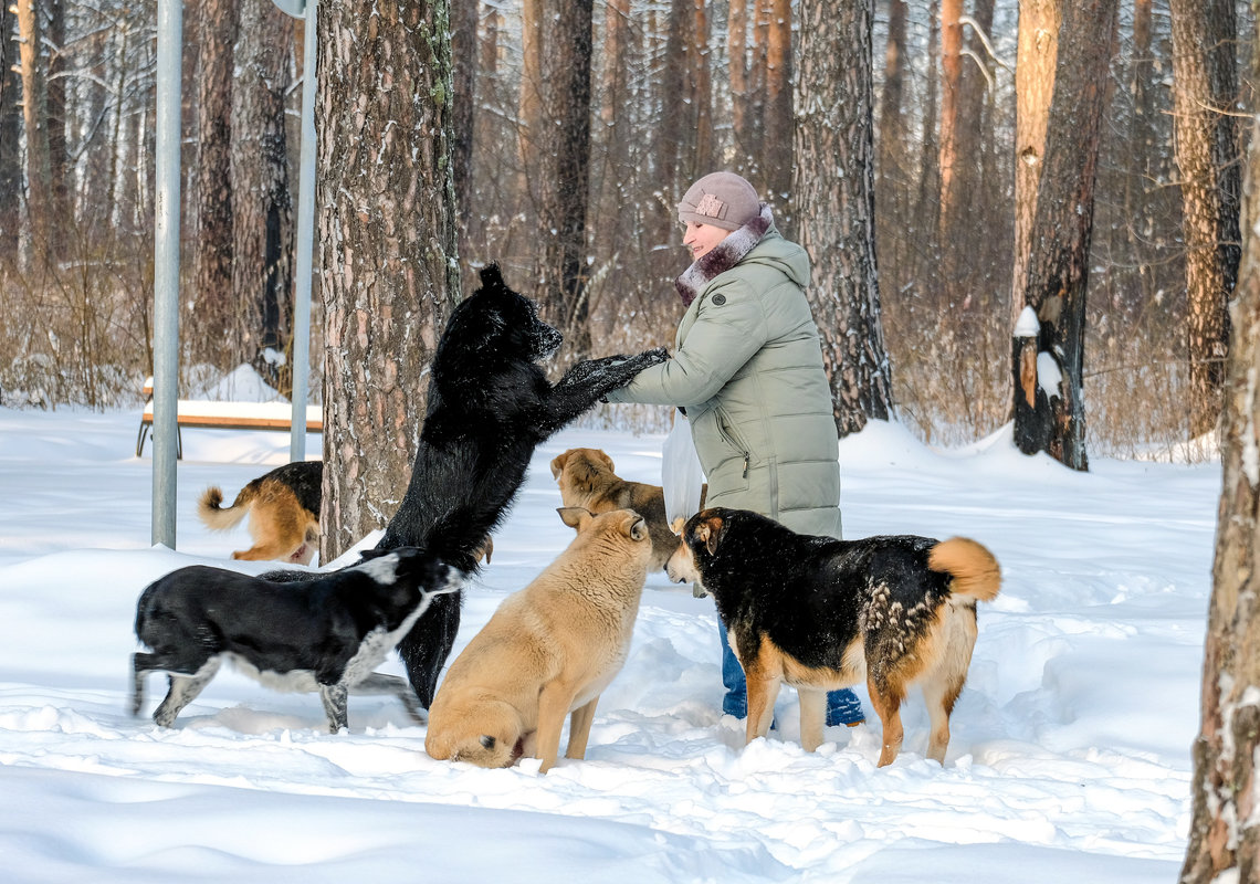 Королева лесных собак и птиц 2 - Сергей 