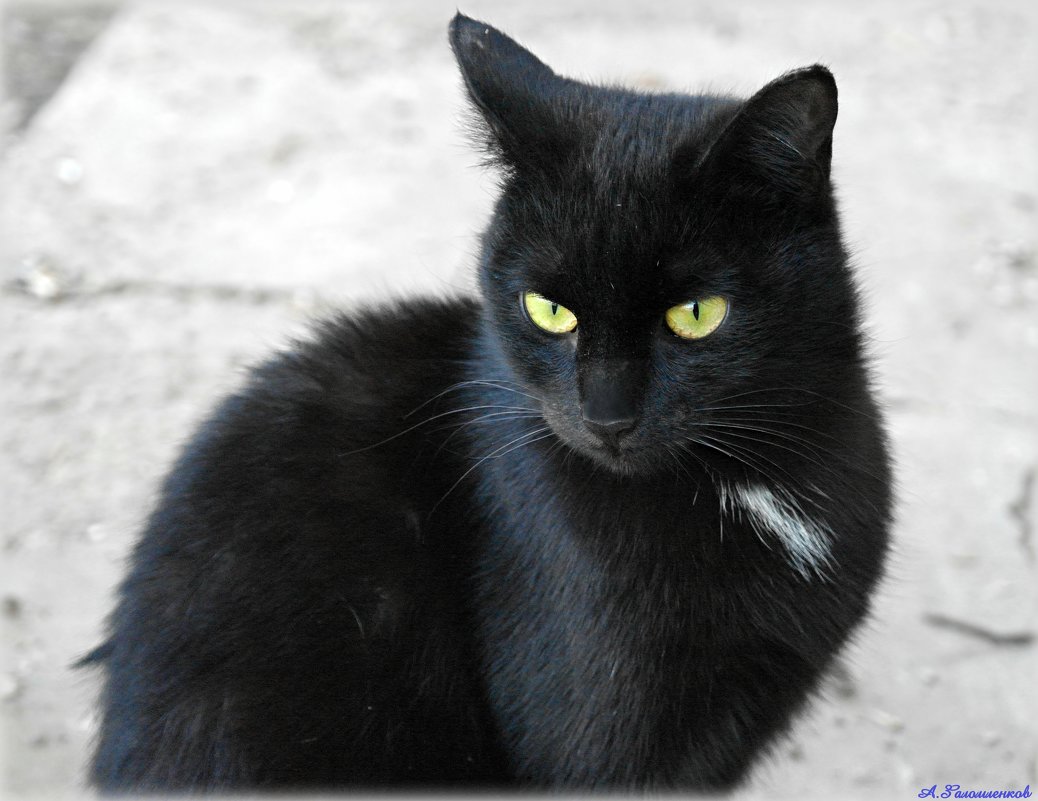Настоящий неудачник тот, кому чёрная кошка под Новый год  уступает дорогу! :-) - Андрей Заломленков