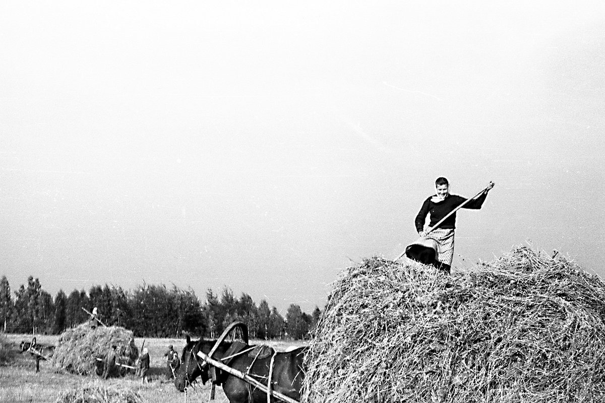 Сенокос в колхозе "Победитель" Горьковской области. 1961 год - alek48s 