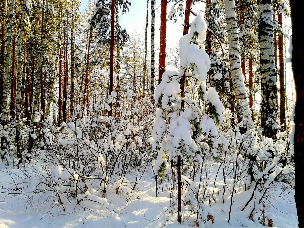новогодний лес - Владимир 