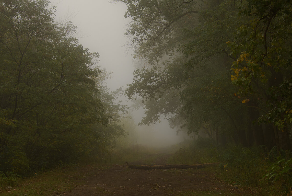 Туман в лесу.... - Юрий ЛМ