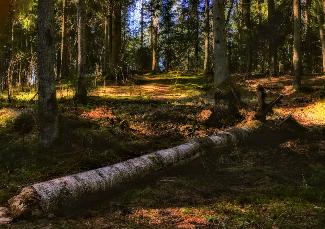 весенний лес - Илья 