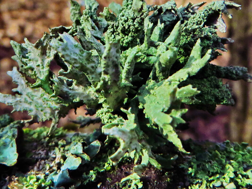 Лишайники.   .Кладония листоватая Cladonia foliacea - ivan 