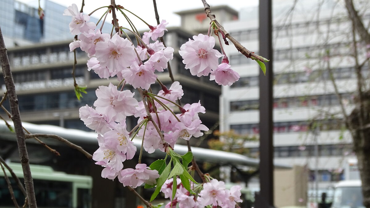 Цветение сакуры, Киото, Япония - Иван Литвинов