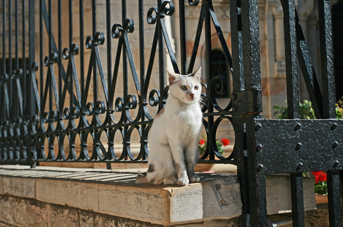 Иерусалимский кот - Зуев Геннадий 