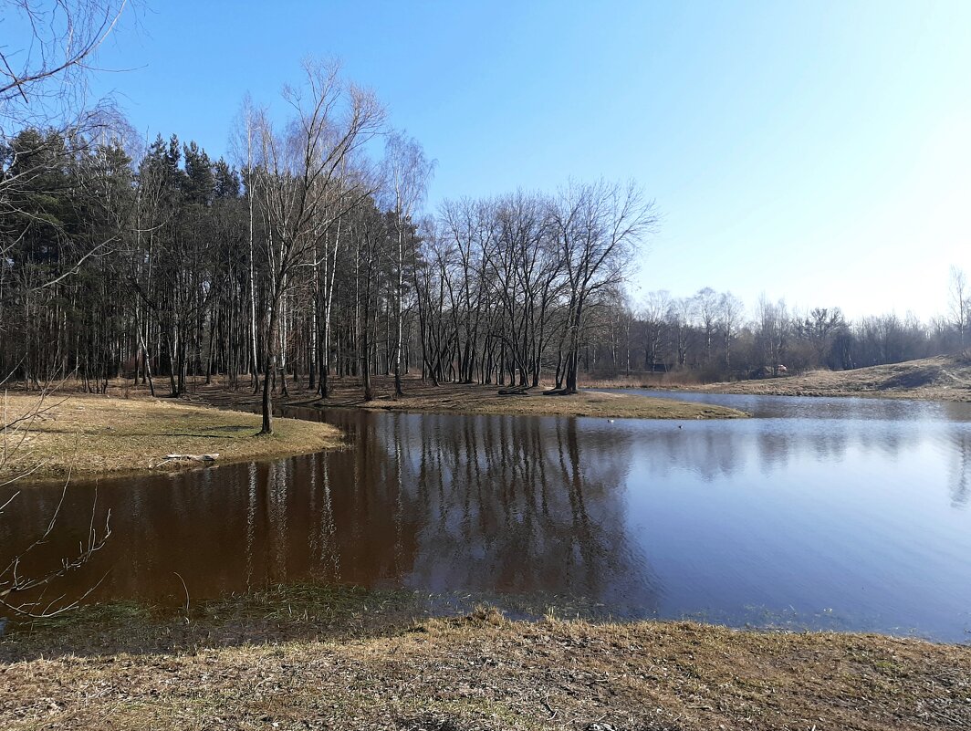 В лесопарке, март - Елена Павлова (Смолова)