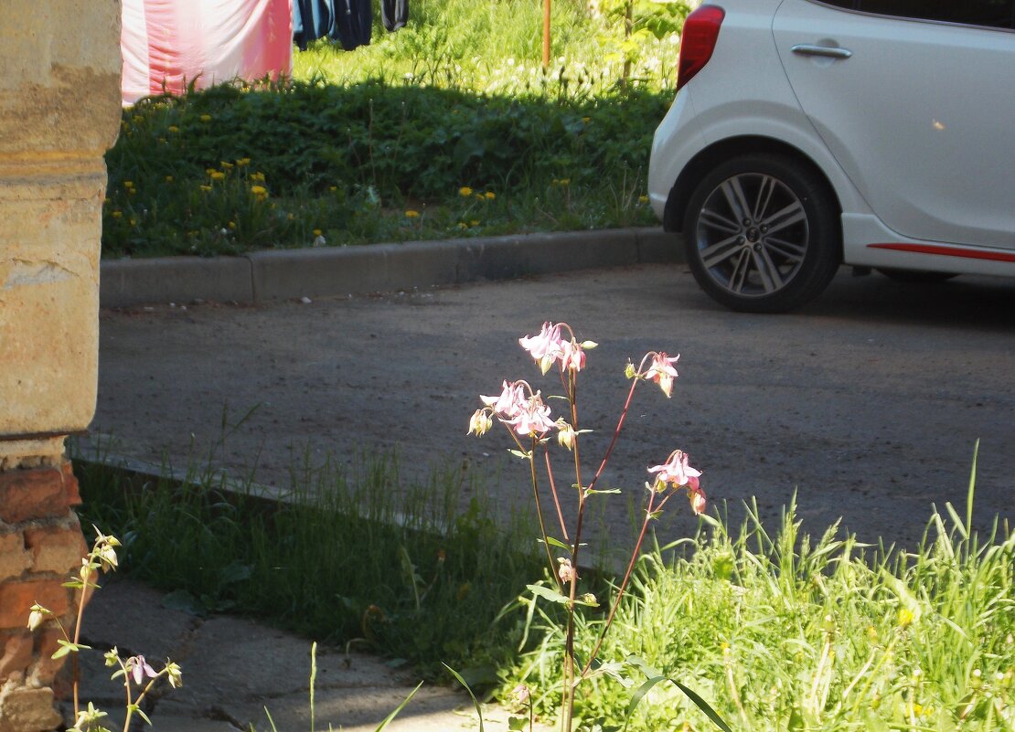 Цветы и машины-2 - Фотогруппа Весна