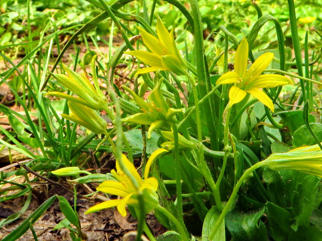 Гусиный лук.   Gagea lutea (L.) Ker Gawl. (семейство Liliaceae)Гусиный лук жёлтый . - ivan 