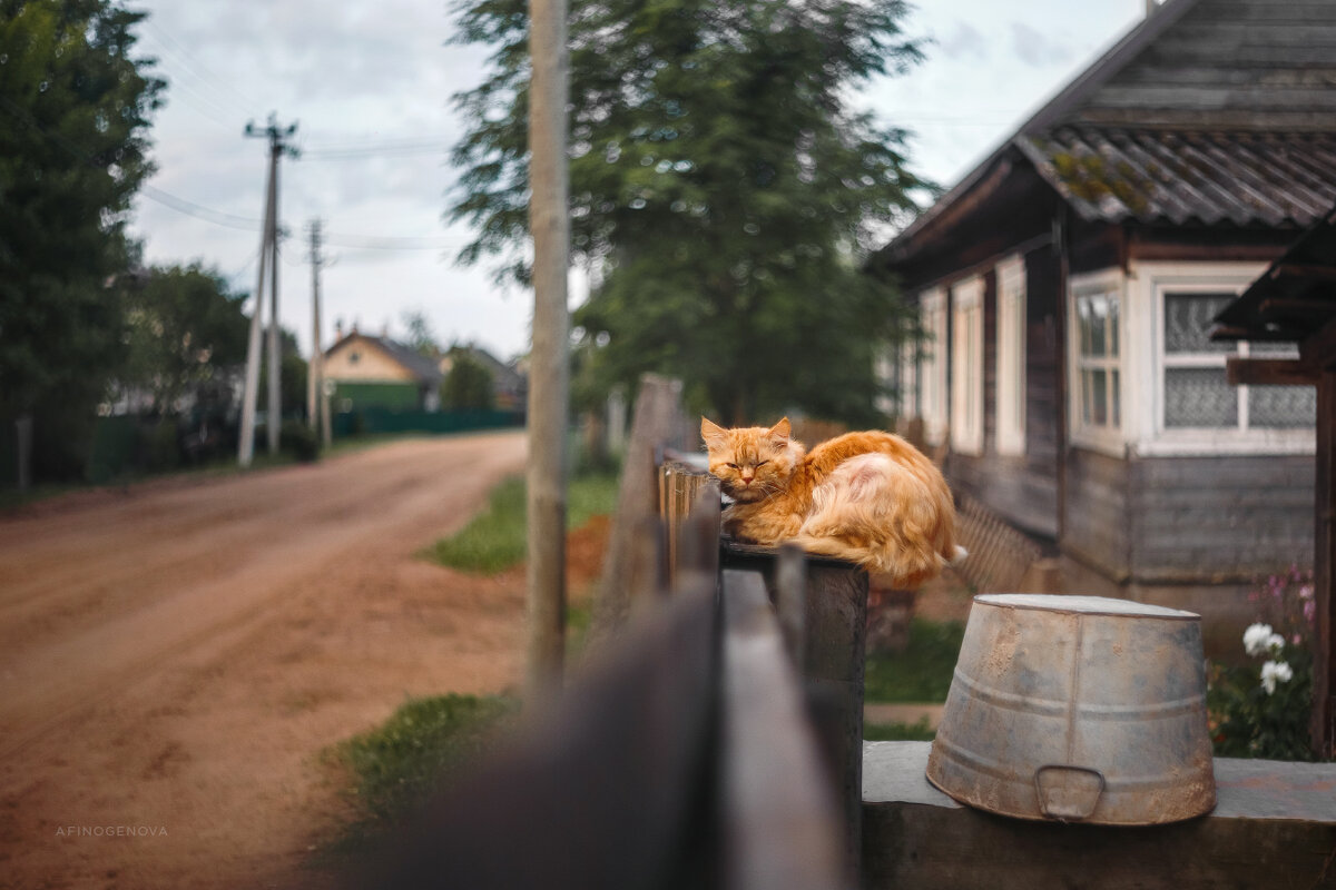 Назаборные коты - Татьяна Афиногенова