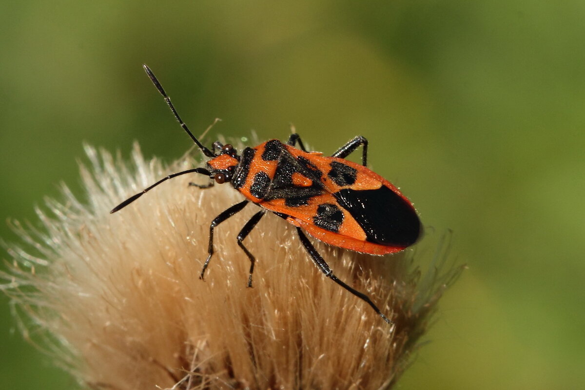 Булавник беленовый (Corizus hyoscyami (Linnaeus, 1758)) - Павел Морозов