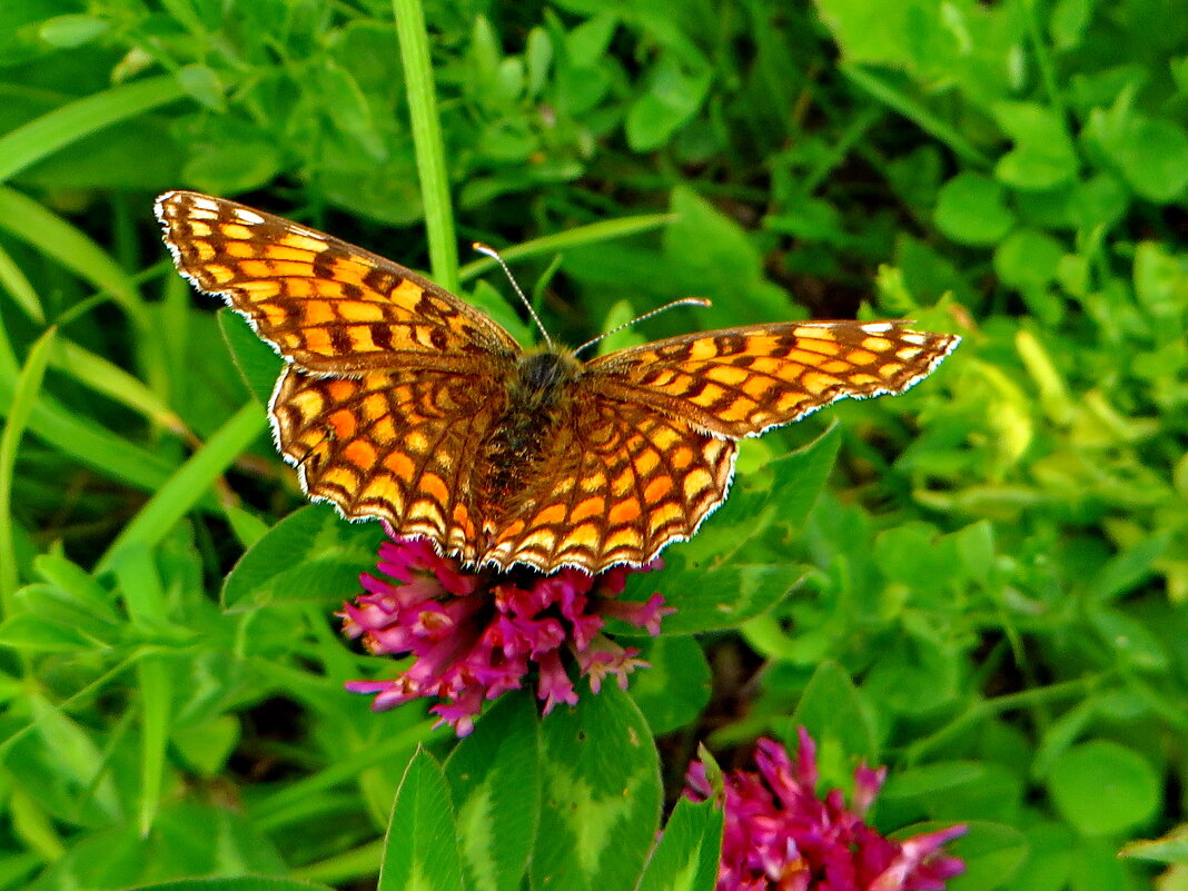 Шашечница Феба. (лат. Melitaea phoebe) - ivan 