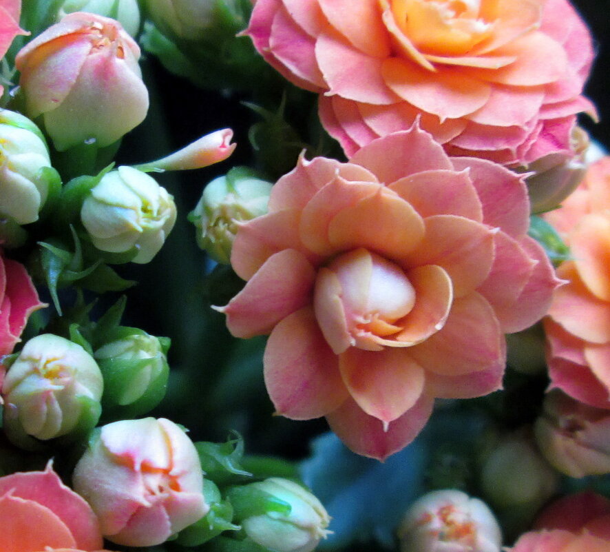 Kalanchoe Blossfeld - Надя Кушнир