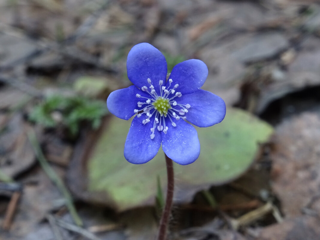 Печеночница (Hepatica) - Денис Бочкарёв