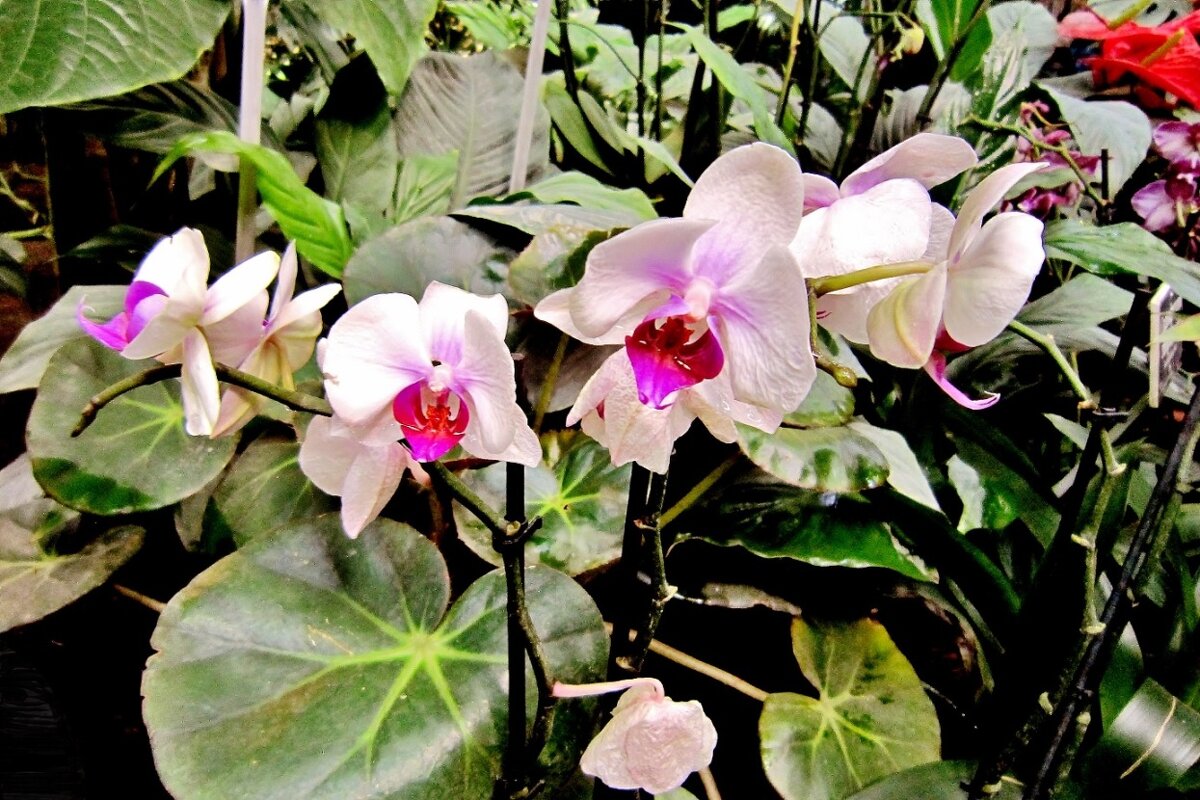 Орхидеи - Елена (ЛенаРа)