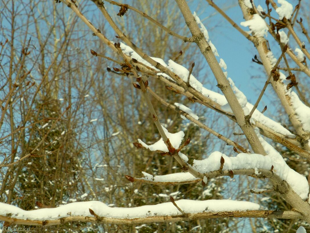 Быть может, последний апрельский снежок - Raduzka (Надежда Веркина)