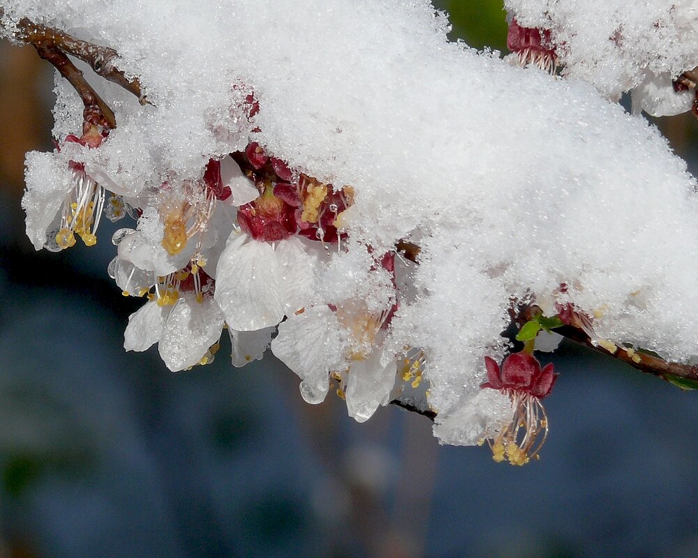 Цветки урюка под снегом - Асылбек Айманов