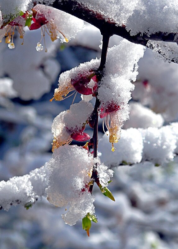 Цветки урюка под снегом-2 - Асылбек Айманов