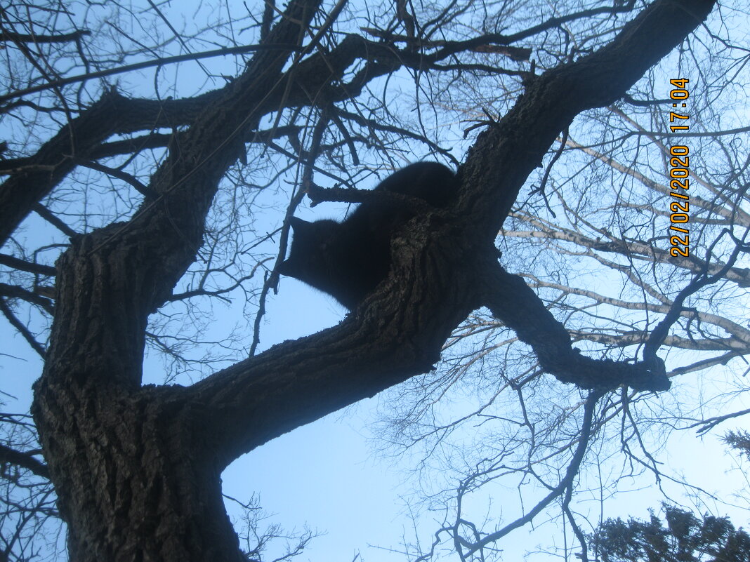 Кот слился с деревом - Maikl Smit