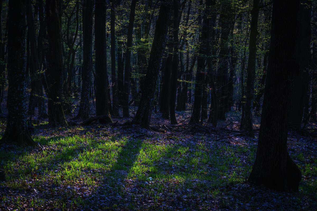 В лесу... - Сергей Форос