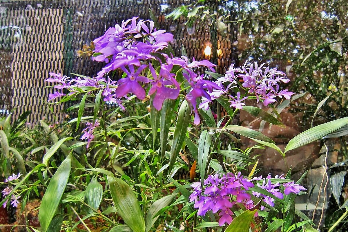 Орхидея фиолетовая - Елена (ЛенаРа)