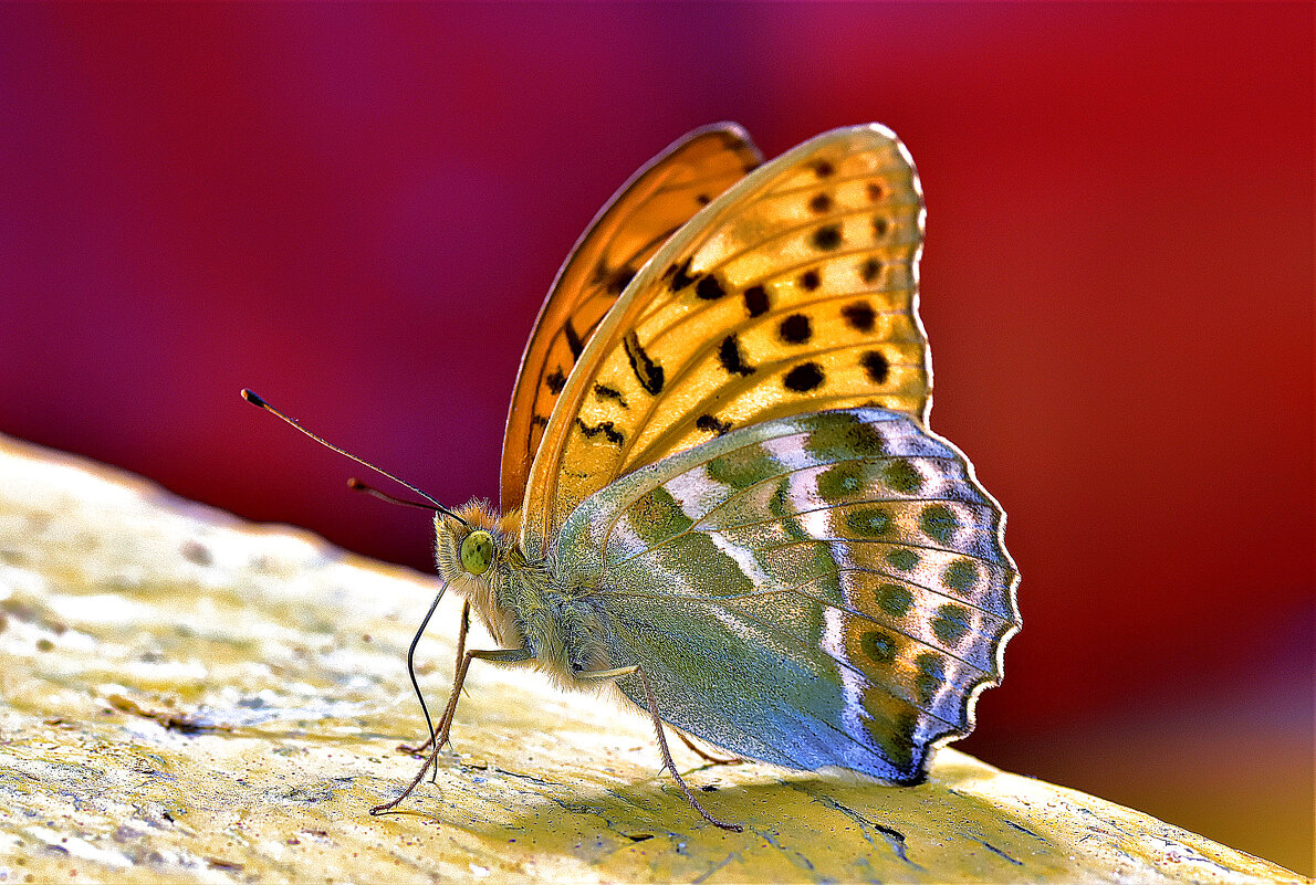 Бабочка на фотосессии - Oleg S 