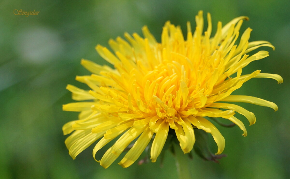 Dandelions. Одуванчики. - Tatiana Golubinskaia