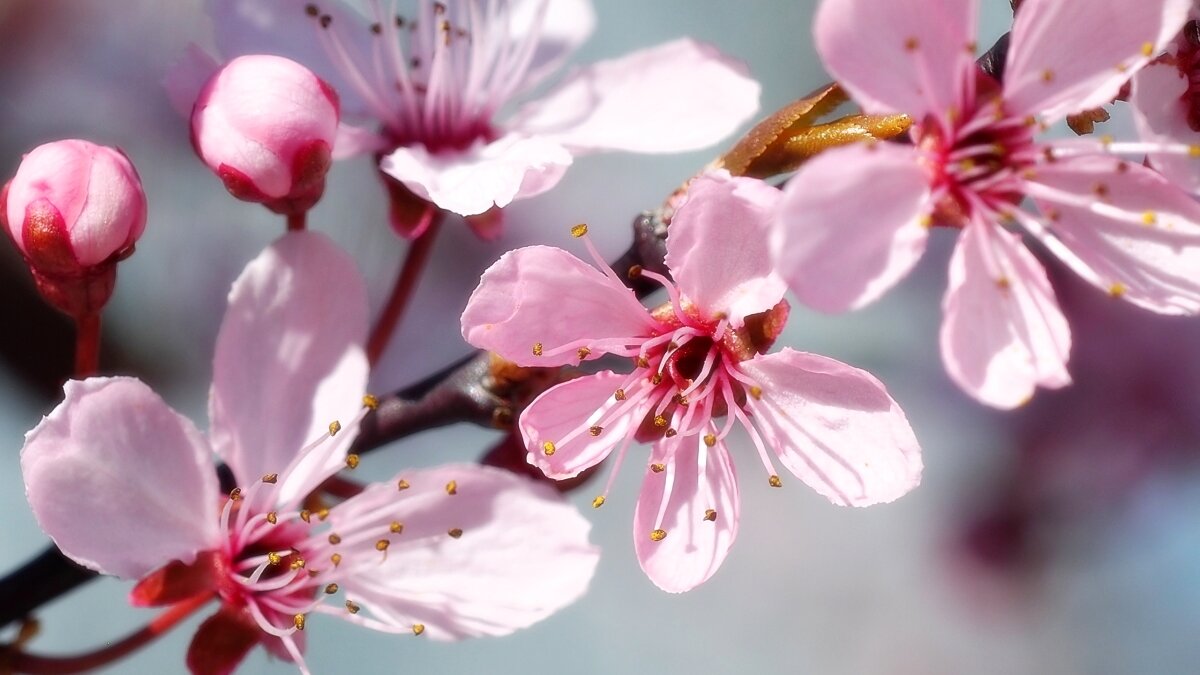 Розовая весна - wea *