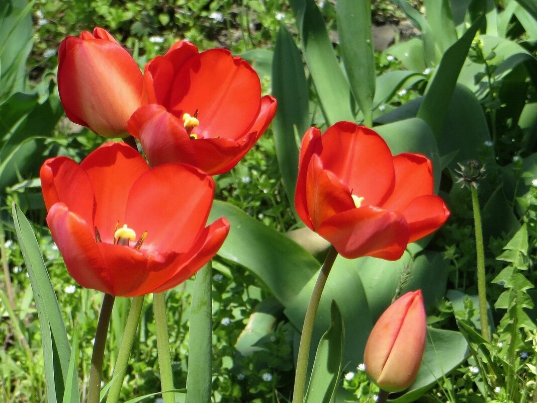 Красные тюльпаны - шёлковые чаши, по весне лазурной нет нежней и краше! - Татьяна Смоляниченко