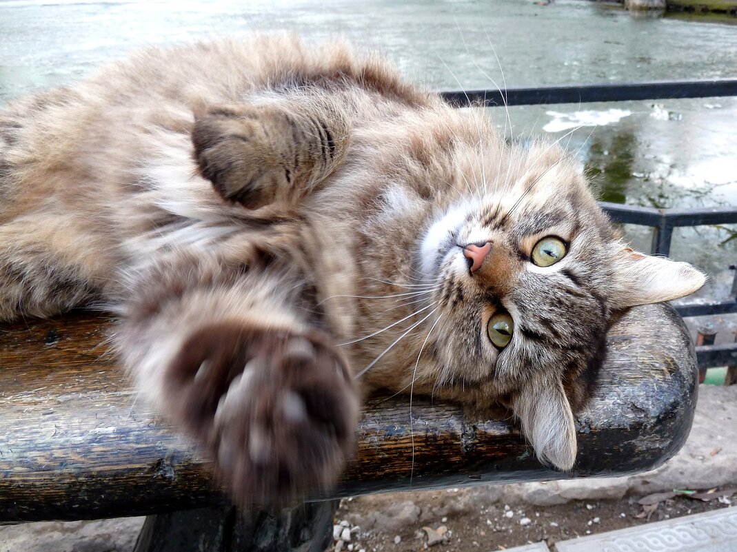 Мартовский кот расслабляется в парке - Лидия Бараблина