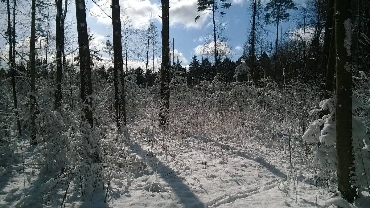 Маленькое мартовское чудо - Игорь Ч.