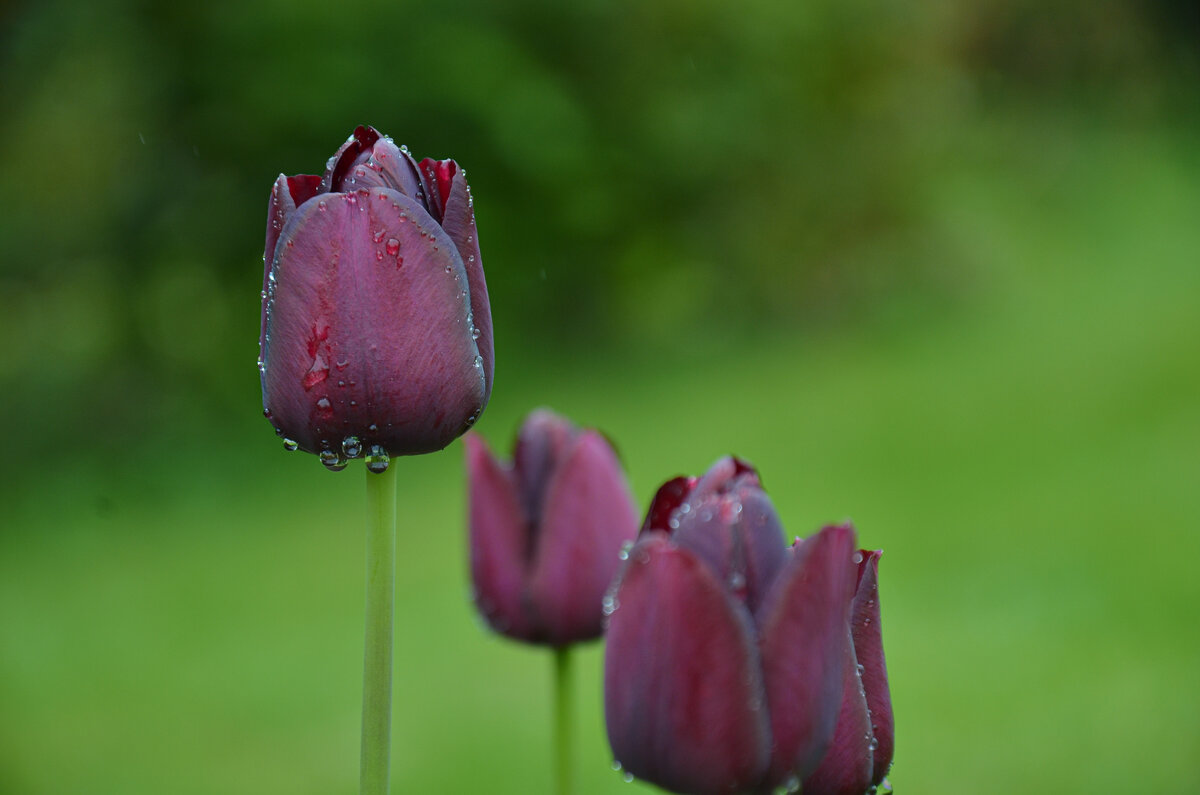 Тюльпаны после дождя - Lyudmyla Pokryshen