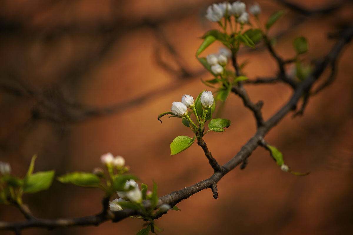 Nature - Марианна Привроцкая www.zadnipryanaya.ru