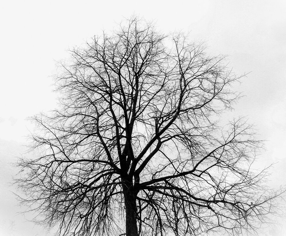 Дерево - Виктор 