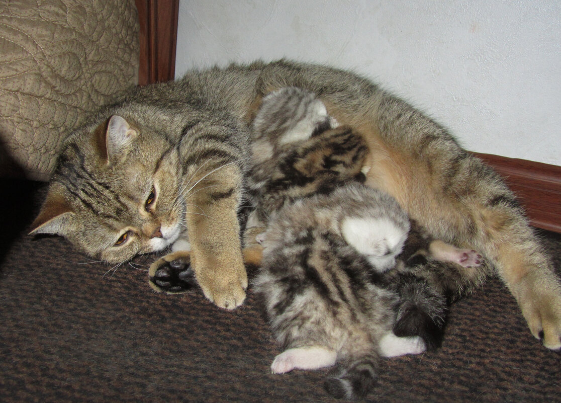 Кошачья семейство - Нина Синица