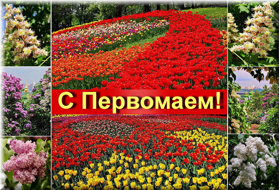 Цветущий и поющий яркий май! - Petr Vinogradov