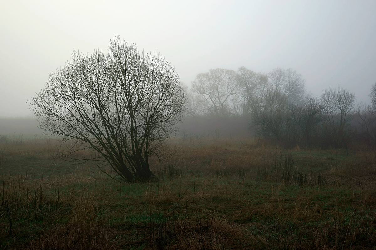 Туманный рассвет в долине Протвы - Сергей Курников