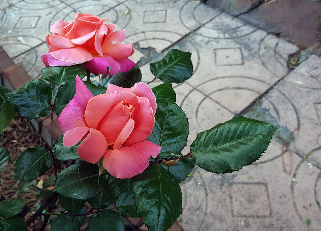 Майские розы во время самоизоляции - Наталья (D.Nat@lia)